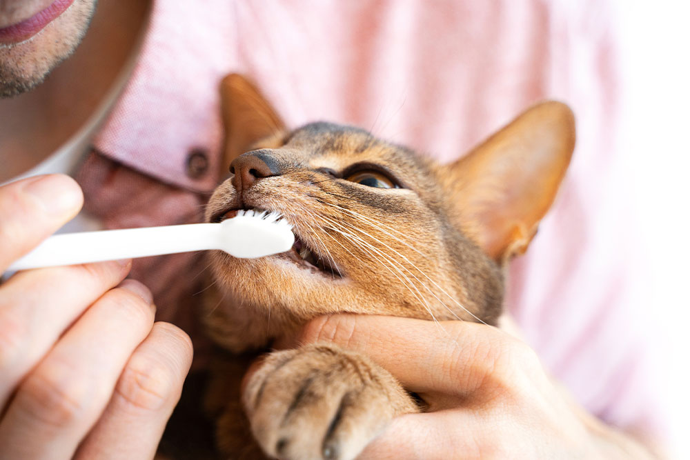 A person gently brushing a cat's teeth with a small toothbrush.