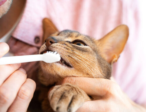 Dental Home Care That Works: Brushes, Wipes, and Gels, Water Additives and Oral Rinses: Do They Work