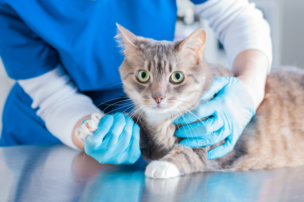 A cat being examined by a veterinarian at a clinic, the cat looking attentive on an examination table.
