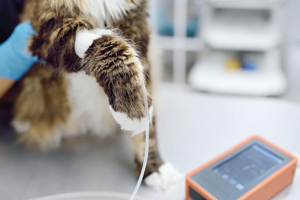 A close-up of a cat’s front leg with an IV catheter taped in place while connected tubing leads to a monitoring device on a veterinary exam table.