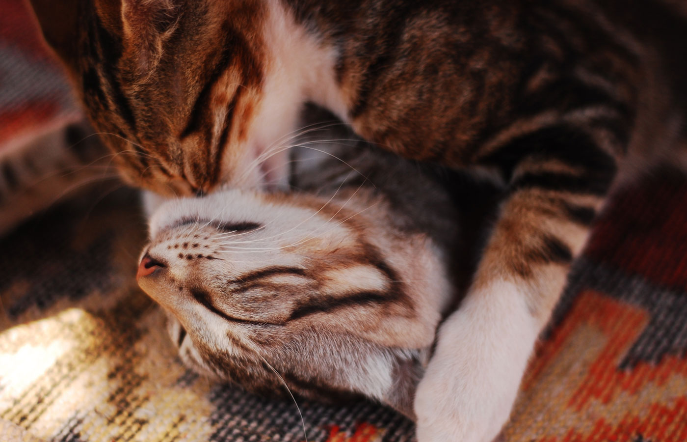 Love making cats close-up