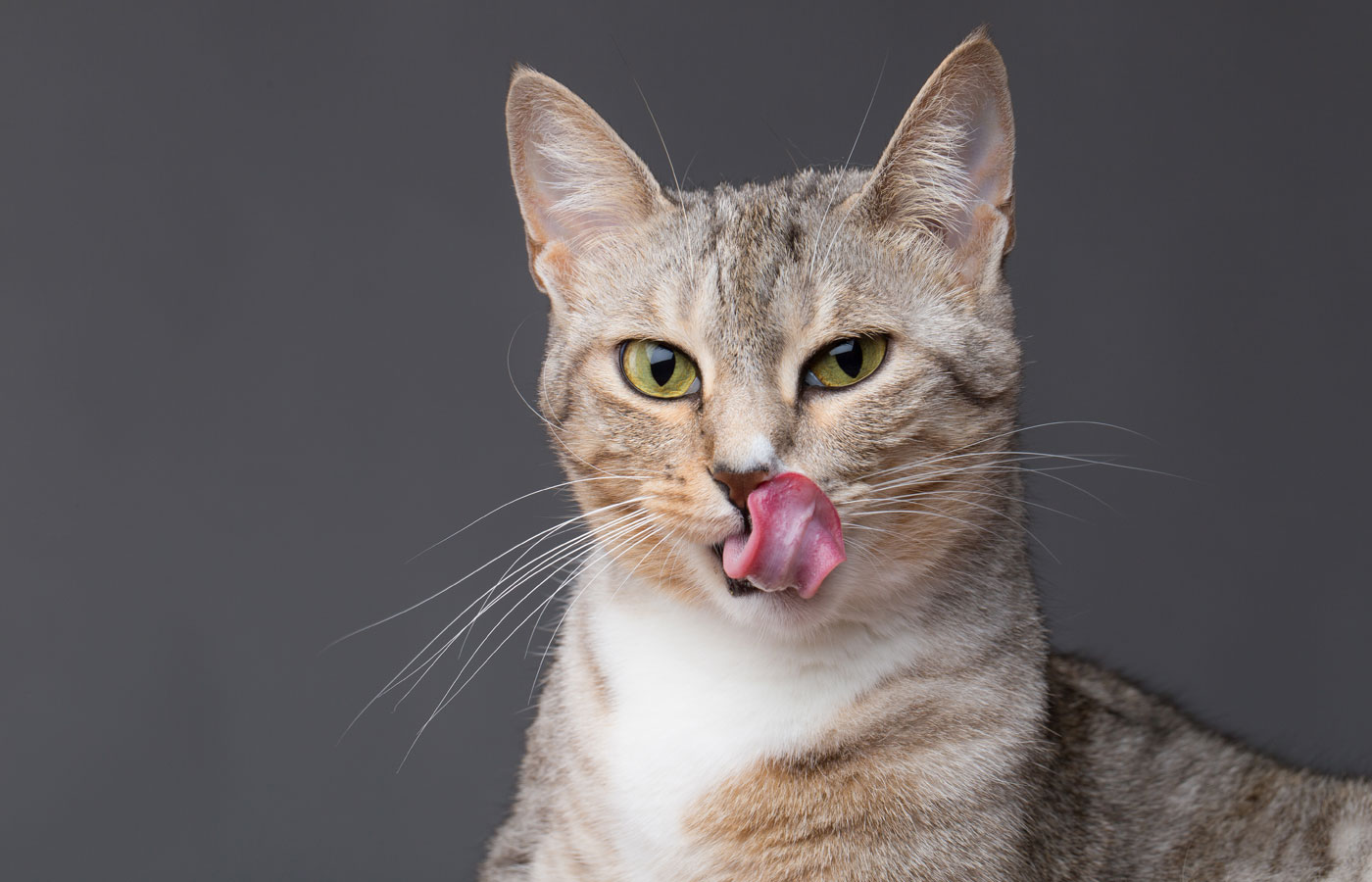 Cat smacking her lips tongue out