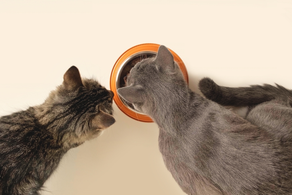 A top-down view of a grey cat and a tabby cat eating together from the same orange-rimmed food bowl on a white surface.