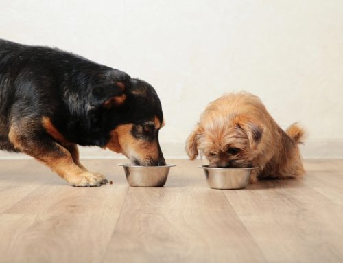 Pet food and feeding