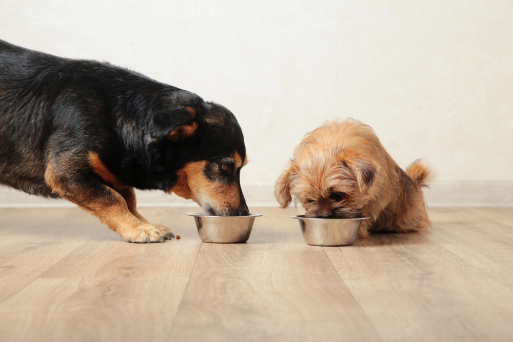 A large black and tan dog and a smaller brown terrier-mix eat simultaneously from individual stainless steel bowls on a light-colored wood floor.