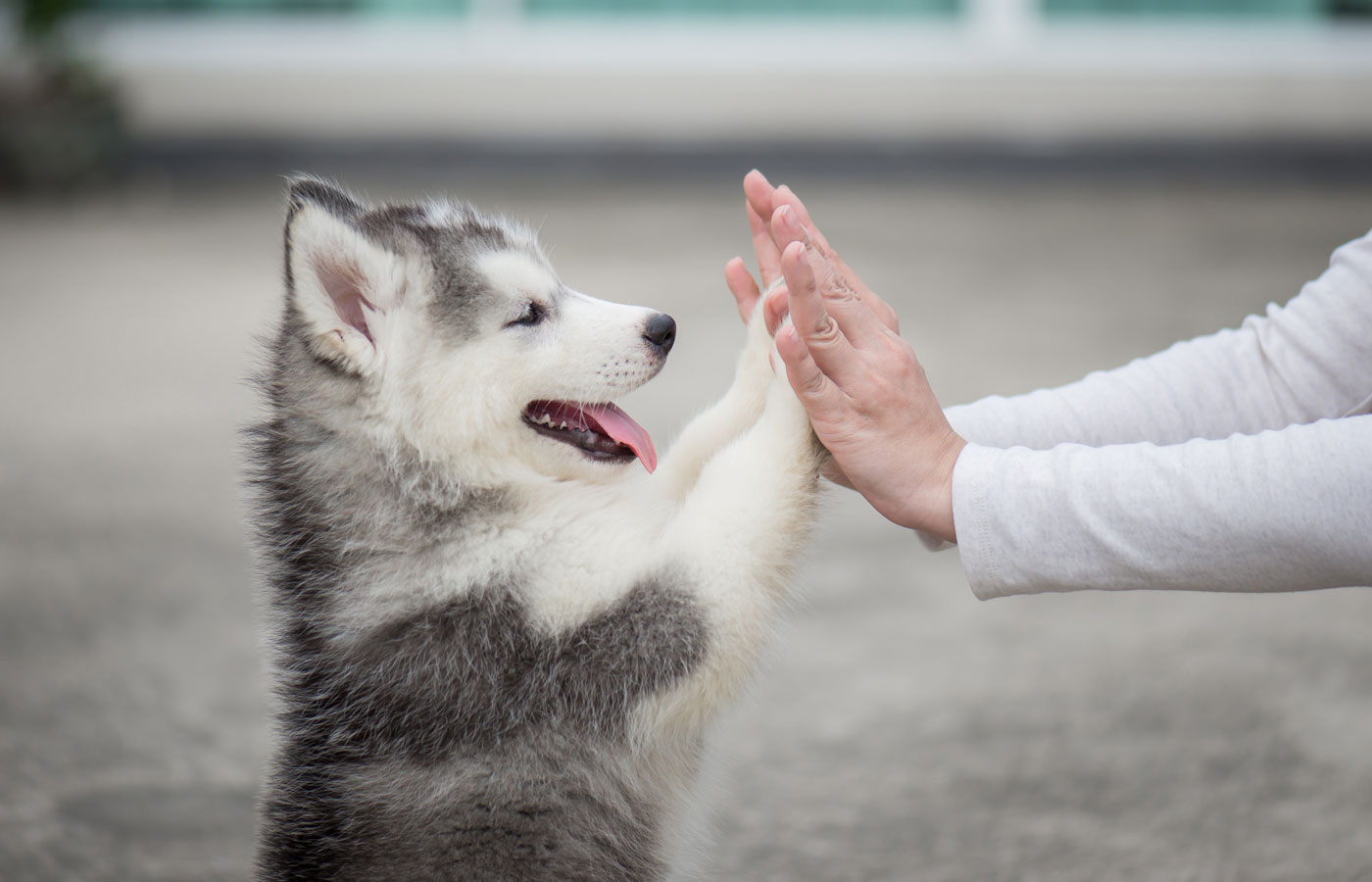 Give me five -Puppy pressing his paw against a Girl hand
