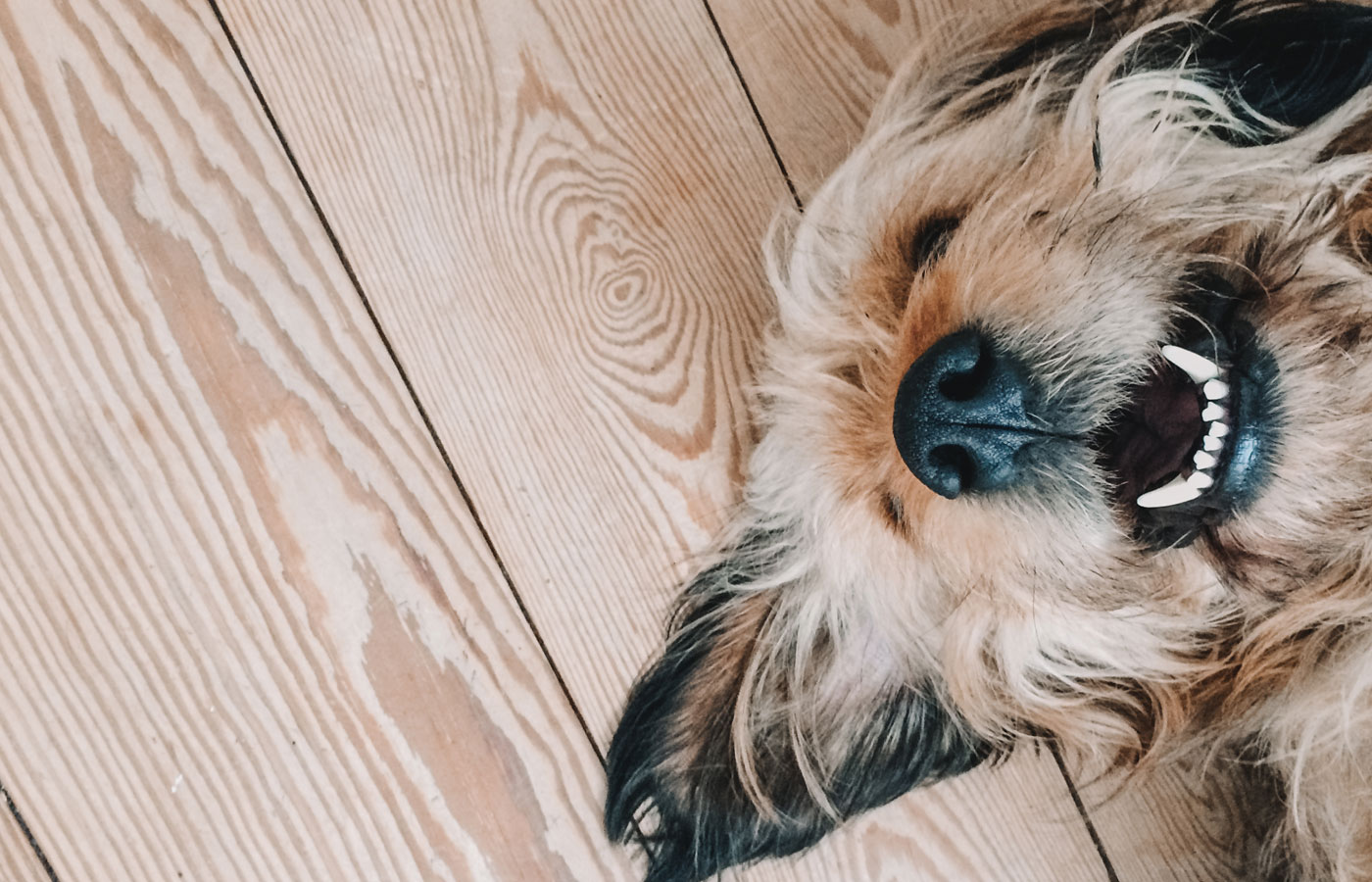 Cute dog smiling while lying on a wooden floor with its nose up showing white teeth